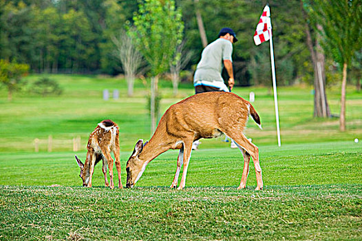 高尔夫球场,山谷,温哥华岛,不列颠哥伦比亚省,加拿大