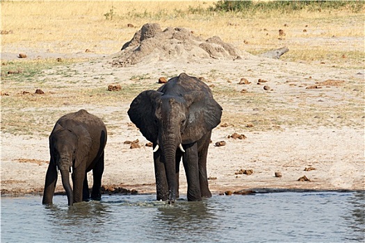 非洲象,喝,泥,水坑
