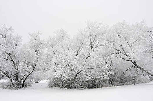 雪,树