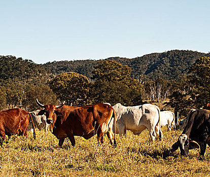有角,母牛,牛,乡野,澳大利亚