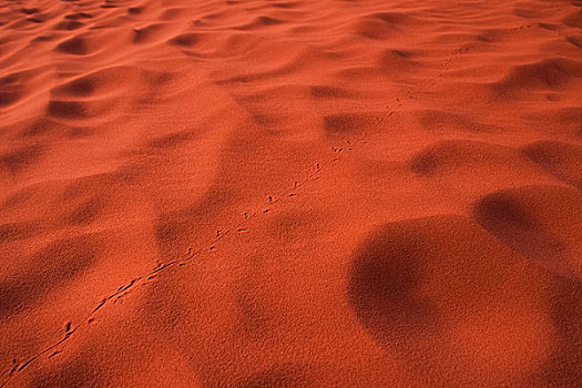 蜥蜴,红色,沙子,瓦地伦,约旦