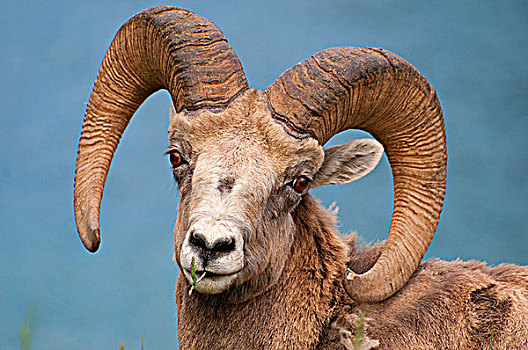 特写,大角羊,班芙国家公园,艾伯塔省,加拿大