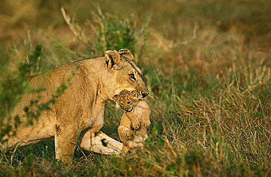 非洲狮,狮子,雌性,幼兽,嘴,肯尼亚