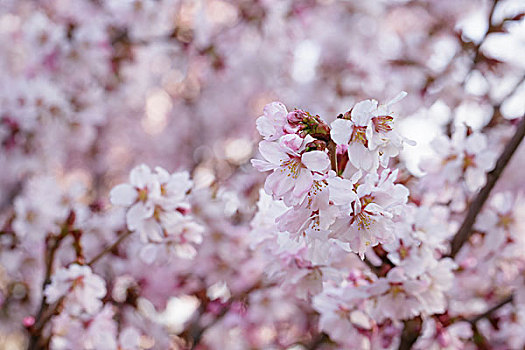 日本,樱花,特写,春天,照片