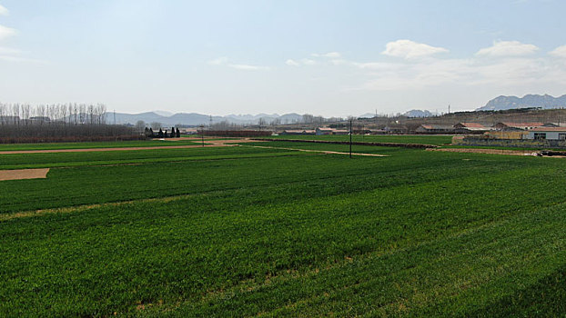 山东省日照市,麦田里绿油油一片,麦苗长势喜人