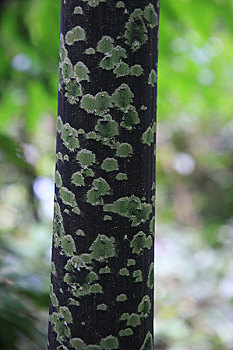马来西亚沙捞越州沙捞越,穆鲁山国家公园热带雨林的一颗长着斑点的树干