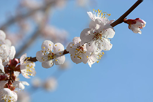 杏花,白花,小白花,粉花,五个花瓣,春天