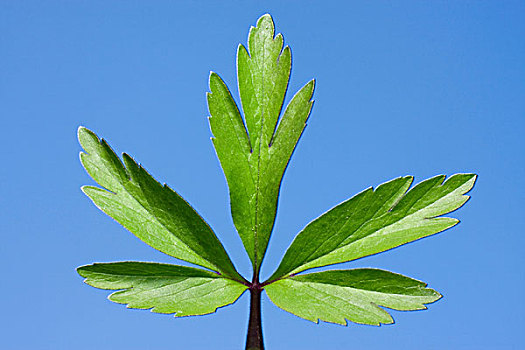 叶子,白头翁,欧洲,毛茛属植物,气味,狐狸,风,花,银莲花属