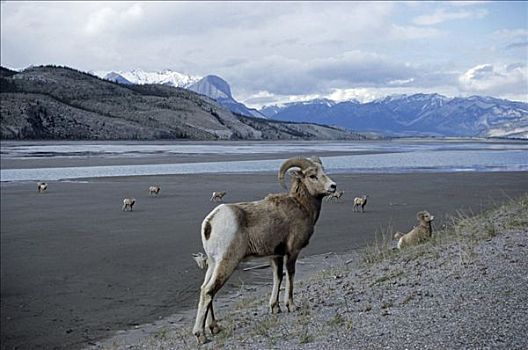 牧群,大,犄角,绵羊,大角羊,碧玉国家公园,加拿大