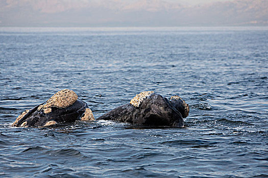 南露脊鲸,一对,头部,出现,海洋,南非