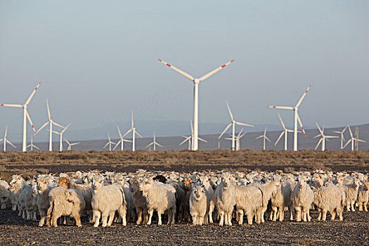 地窝堡风力发电站旁的羊群,新疆乌鲁木齐