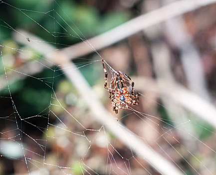蜘蛛,上网,户外,欧洲园蛛