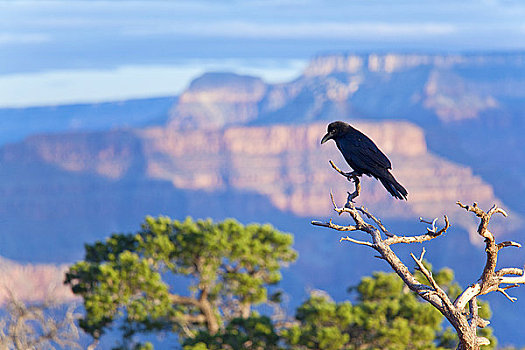大乌鸦,大峡谷,亚利桑那,美国