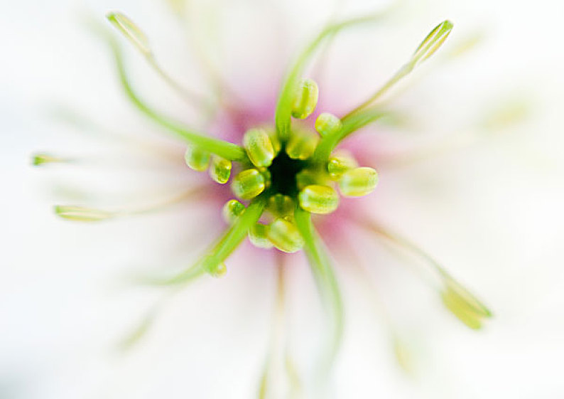 花,萼片,雄蕊,局部,特写_高清图片_全景视觉