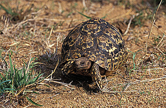 豹纹龟,成年,肯尼亚