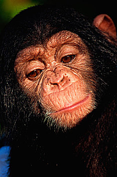 黑猩猩,比勒陀利亚,动物园,南非