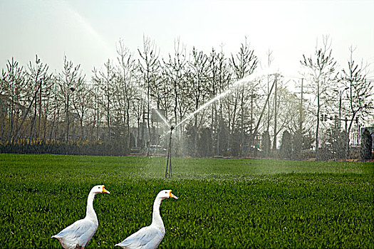 两只鹅在喷灌着的草地上行走