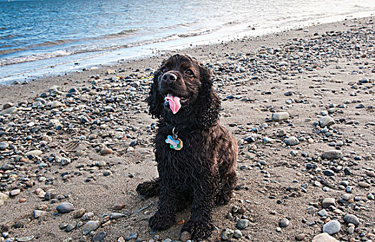 可卡犬,享受,海洋,岛屿,风景,地方公园,靠近,维多利亚,不列颠哥伦比亚省,加拿大