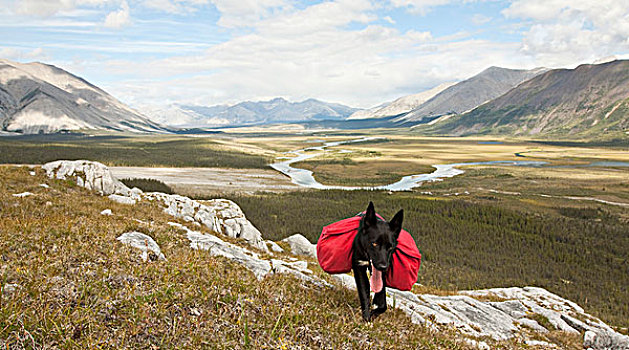 狗,阿拉斯加,哈士奇犬,雪橇狗,背包,风,河,山峦,后面,外皮,分水岭,育空地区,加拿大