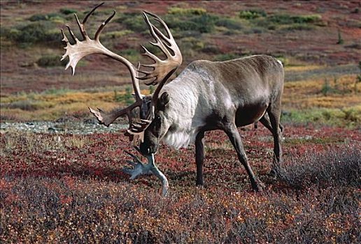 北美驯鹿,驯鹿属,咀嚼,老,鹿角,德纳利国家公园和自然保护区,阿拉斯加
