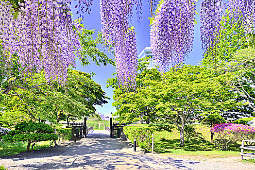 日本,紫藤,公园