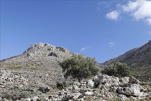 橄榄树,靠近,克里特岛,希腊