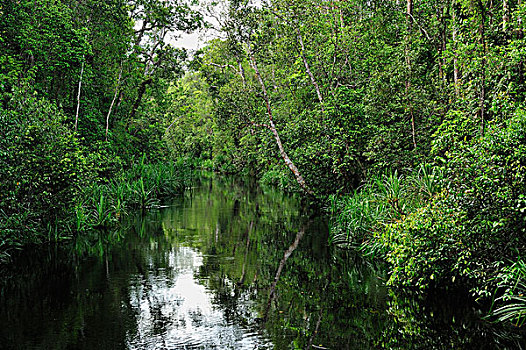 河,檀中埠廷国立公园,婆罗洲,印度尼西亚