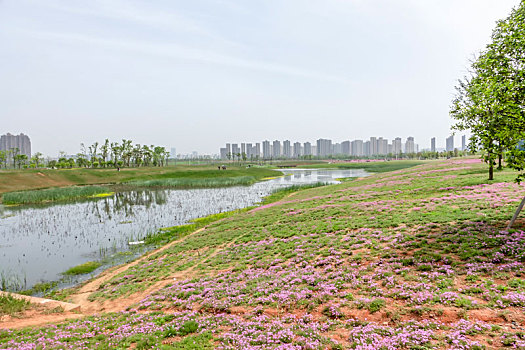 沙洋,湿地,风光