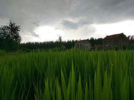 田园乡村,梦里老家,夏日乡村