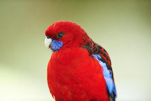 深红色,动物,奥特韦国家公园,澳大利亚,大洋洲