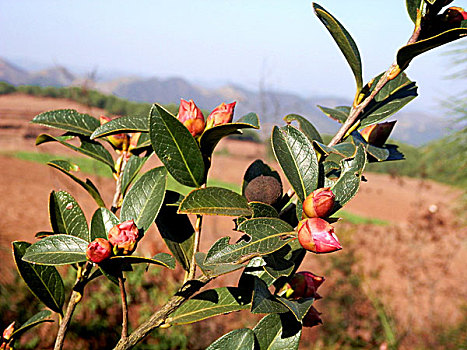 山茶花