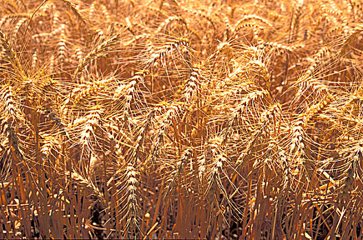 美国,加利福尼亚,成熟,小麦