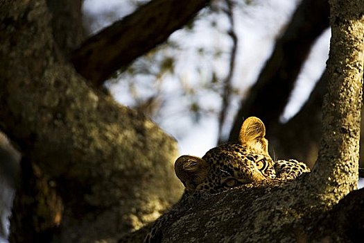 豹,休息,马赛马拉国家保护区,肯尼亚