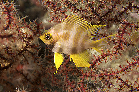 印度尼西亚,苏拉威西岛,黄背宽刻齿雀鲷,珊瑚