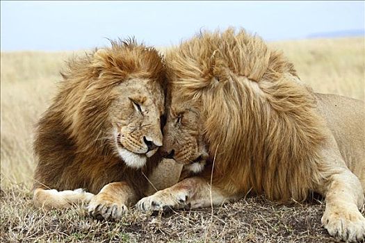 两个,雄性,狮子,卧,并排,马赛马拉国家保护区,肯尼亚