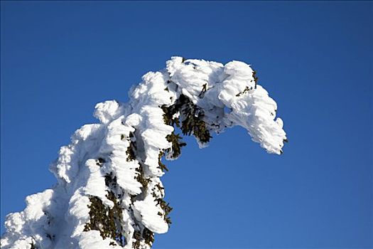 云杉,畸形,雪,风