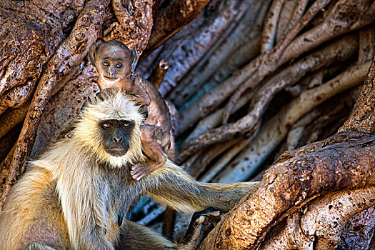 猿,印度