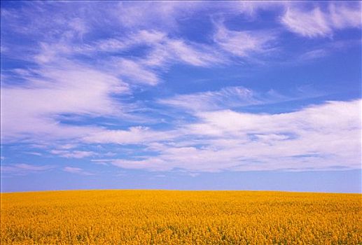 油菜地,天空,靠近,德兰赫勒,艾伯塔省,加拿大