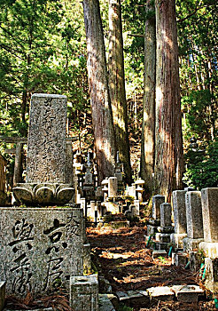 传统,日本,墓地,木,高野山,和歌山