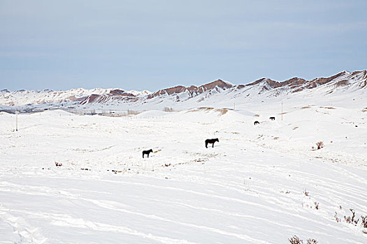 玛纳斯,冬季,雪原