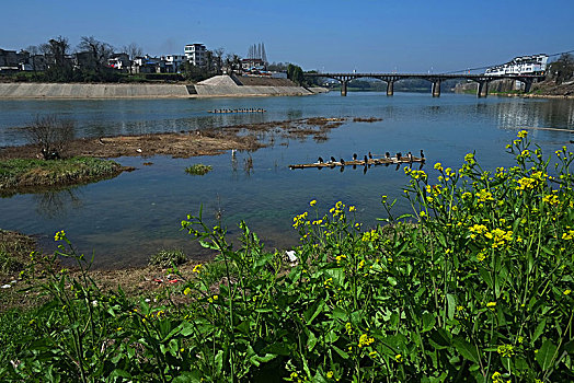 安徽,歙县,王村镇,新安江,春色,渔鹰,油菜花,村庄,渔船,牛,渔夫,防牛,蓝天