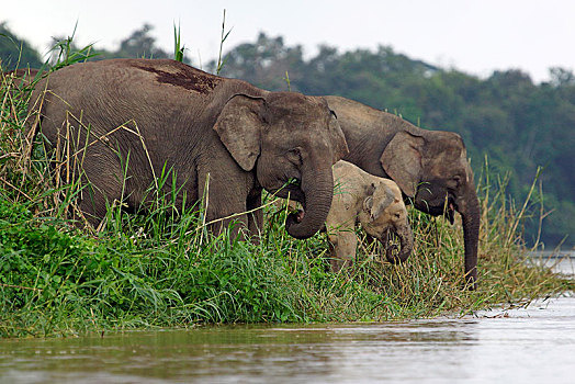婆罗洲,俾格米人,大象,象属,喝,河,雨林,沙巴,马来西亚,亚洲