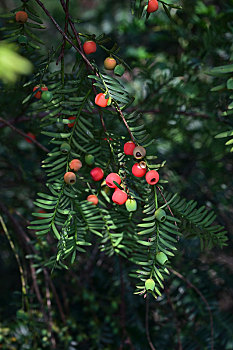 红豆杉