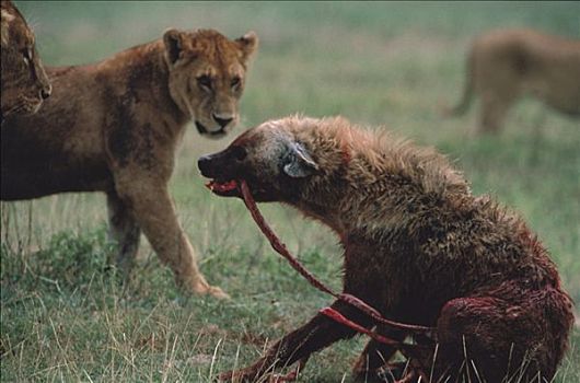 非洲狮,狮子,群,围绕,受伤,斑鬣狗,塞伦盖蒂国家公园,坦桑尼亚