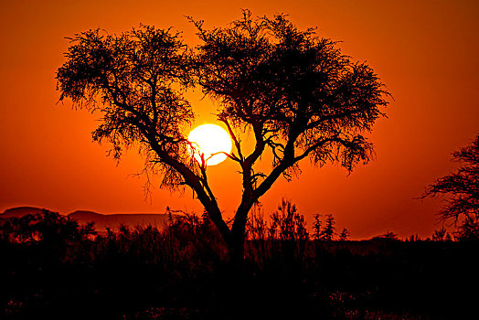 日落,后面,刺槐,纳米比沙漠,公园,靠近,塞斯瑞姆,区域,纳米比亚,非洲