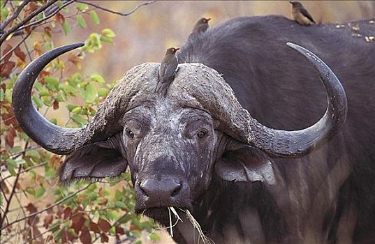 非洲水牛,哺乳动物,克鲁格国家公园,南非,动物