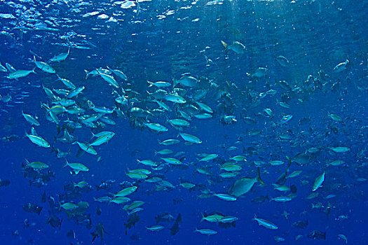 大,鱼群,黑带鳞鳍梅鲷,帕劳,密克罗尼西亚,洛克群岛,世界遗产,西部,太平洋