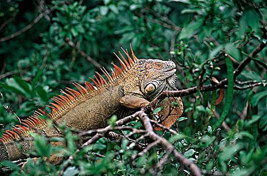 哥斯达黎加,绿鬣蜥,树