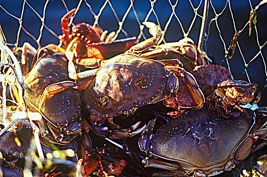 蟹肉,篮子,温哥华岛,不列颠哥伦比亚省,加拿大