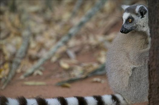 节尾狐猴,狐猴,偷窥,室外,后视图,脆弱,贝伦提私人保护区,马达加斯加